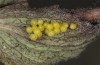 Euphydryas iduna: Batch of eggs (N-Finland, Kilpisjärvi, late June 2020) [S]