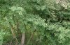 Apatura ilia: Eiablagehabitat auf der Ostalb: Zweige in Nischen einer einzelstehenden Espe am Waldrand. Juli 2011. [N]