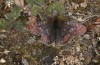 Boloria improba: Male (N-Sweden, Abisko, early July 2020) [N]