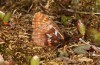 Boloria improba: Male (N-Sweden, Abisko, early July 2020) [N]