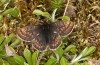 Boloria improba: Male (N-Sweden, Abisko, early July 2020) [N]