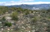 Melanargia ines: Larvalhabitat bei Granada Ende März 2015: Dactylus hispanica in einem Trockenrasen. Im Hintergrund die noch schneebedeckte Sierra Nevada. [N]