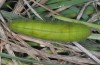 Melanargia ines: Larva (Spain, Granada, late March 2015) [M]