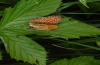 Brenthis ino: Female at oviposition (eastern Swabian Alb, Southern Germany, June 2012) [N]