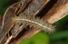 Brenthis ino: Half-grown larva (eastern Swabian Alb, Heidenheim/Brenz, May 2013) [M]