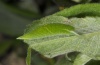 Apatura iris: Larva in penultimate instar [S]