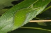 Apatura iris: Larva at Salix fragilis (Schwäbisch Gmünd, S-Germany, 2012) [N]