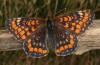 Euphydryas italica: Weibchen (Italien, Cuneo)