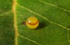 Charaxes jasius: A few days old egg (red ring already visible, Rhodes, September 2013) [N]