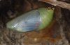 Charaxes jasius: Pupa prior to emergence [S]