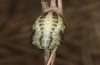 Maniola jurtina: Pupa (e.l. Romania, Sighisoara, larva found in early May 2021) [S]