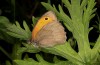Maniola jurtina: Male (e.l. rearing, Romania, Sighisoara, larva in early May 2021) [S]