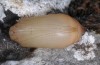 Melanargia lachesis: Pupa (e.o. east Spain, 2013/2014) [S]