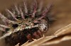 Argynnis laodice: Larva in the final instar (e.l. rearing, Romania, Sighisoara, half-grown larva in early May 2021) [S]