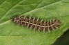 Argynnis laodice: Larva in the penultimate instar (e.l. rearing, Romania, Sighisoara, half-grown larva in early May 2021) [S]