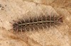 Argynnis laodice: Larva in the final instar (e.l. rearing, Romania, Sighisoara, half-grown larva in early May 2021) [S]