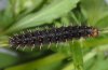 Issoria lathonia: Larva (Olympus) [M]