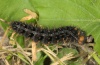 Issoria lathonia: Larva (Sardinia, May 2012) [N]