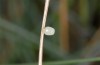 Coenonympha leander: Fresh egg (Vitsi, late June 2013) [M]