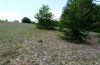 Coenonympha leander: Habitat on mount Vitsi in 1500m asl (Greece, late June 2013) [N]