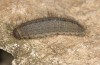 Erebia lefebvrei: Raupe (e.o. Nordspanien, Picos de Europa, Sotres, Weibchen Anfang Juli 2016) [S]