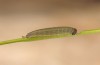 Erebia lefebvrei: L2-Raupe (e.o., Spanien, Picos de Europa, Sotres, Casetón de Ándara, 1730m, Eiablage Anfang Juli 2016) [S]