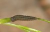 Erebia lefebvrei: L3-Raupe (e.o., Spanien, Picos de Europa, Sotres, Casetón de Ándara, 1730m, Eiablage Anfang Juli 2016) [S]