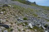 Erebia lefebvrei: Habitat (Spanien, Picos de Europa, Sotres, Casetón de Ándara, 1730m, Anfang Juli 2016) [N]