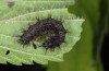 Araschnia levana: Larva (Memmingen, early July 2013) [N]