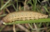 Erebia ligea: Larva [S]