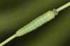 Hyponephele lupinus: L2 larva in moult rest (Hungary, &Ouml;rkeny S Budapest, oviposition in July 2021) [S]