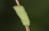 Hyponephele lupinus: L3 larva (Hungary, &Ouml;rkeny S Budapest, oviposition in July 2021) [S]