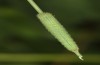 Hyponephele lupinus: L3 larva (Hungary, &Ouml;rkeny S Budapest, oviposition in July 2021) [S]
