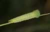 Hyponephele lupinus: L4 larva (Hungary, &Ouml;rkeny S Budapest, oviposition in July 2021) [S]