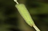 Hyponephele lupinus: L4 larva (Hungary, &Ouml;rkeny S Budapest, oviposition in July 2021) [S]