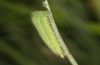 Hyponephele lupinus: L4 larva (Hungary, &Ouml;rkeny S Budapest, oviposition in July 2021) [S]