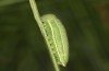 Hyponephele lupinus: L4 larva (Hungary, &Ouml;rkeny S Budapest, oviposition in July 2021) [S]