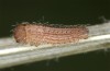 Hyponephele lupinus: L1 larva (Hungary, &Ouml;rkeny S Budapest, oviposition in July 2021) [S]