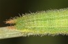 Hyponephele lupinus: L4 larva (Hungary, &Ouml;rkeny S Budapest, oviposition in July 2021) [S]
