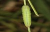 Hyponephele lupinus: L4 larva (Hungary, &Ouml;rkeny S Budapest, oviposition in July 2021) [S]