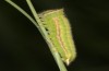 Hyponephele lupinus: L5 larva (Hungary, &Ouml;rkeny S Budapest, oviposition in July 2021) [S]