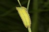 Hyponephele lupinus: L5 larva (Hungary, &Ouml;rkeny S Budapest, oviposition in July 2021) [S]