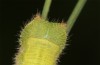 Hyponephele lupinus: L5 larva (Hungary, &Ouml;rkeny S Budapest, oviposition in July 2021) [S]