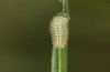 Hyponephele lupinus: L1 larva after hibernation (Hungary, &Ouml;rkeny S Budapest, oviposition in July 2021) [S]