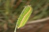 Hyponephele lupinus: L5 larva (Hungary, &Ouml;rkeny S Budapest, oviposition in July 2021) [S]