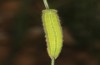 Hyponephele lupinus: L5 larva (Hungary, &Ouml;rkeny S Budapest, oviposition in July 2021) [S]