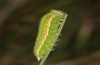 Hyponephele lupinus: L5 larva (Hungary, &Ouml;rkeny S Budapest, oviposition in July 2021) [S]