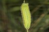 Hyponephele lupinus: L5 larva (Hungary, &Ouml;rkeny S Budapest, oviposition in July 2021) [S]