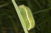 Hyponephele lupinus: L5 larva (Hungary, &Ouml;rkeny S Budapest, oviposition in July 2021) [S]