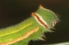Hyponephele lupinus: L5 larva (Hungary, &Ouml;rkeny S Budapest, oviposition in July 2021) [S]